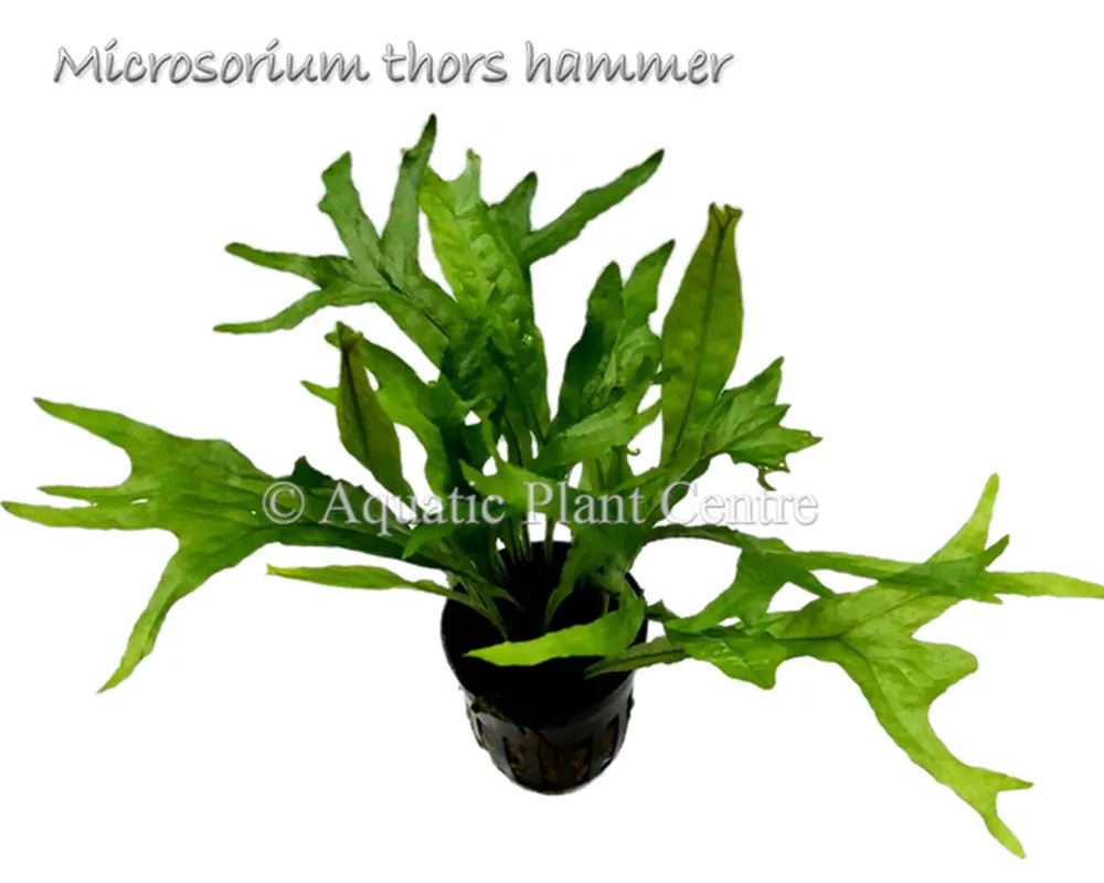 Microsorium thors hammer.jpg