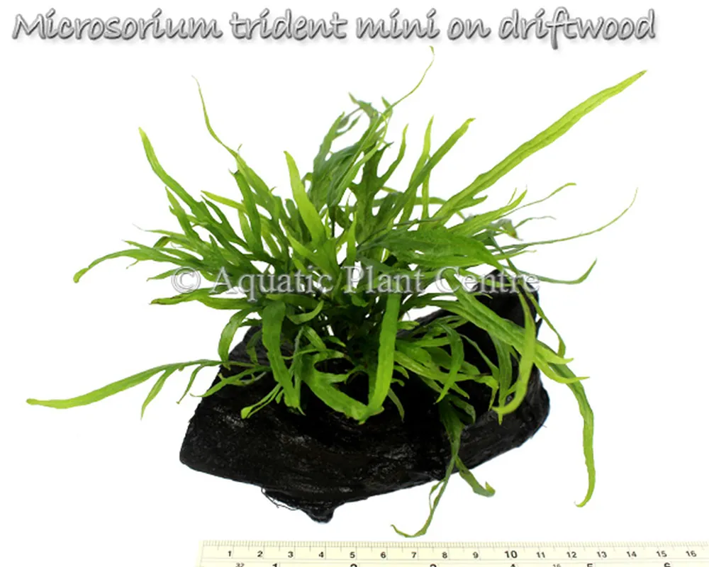 Microsorium trident mini on driftwood.jpg