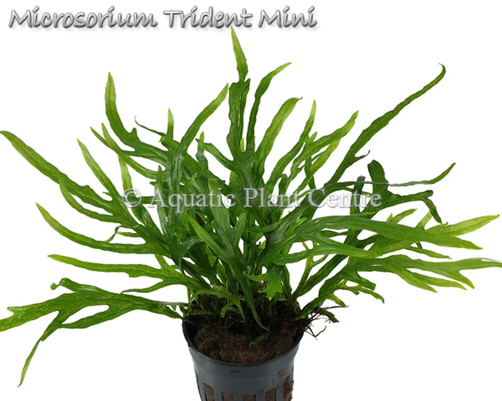 Microsorium Trident Mini.jpg