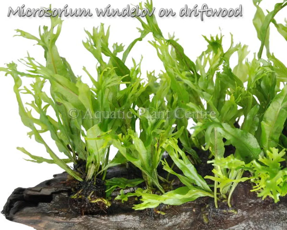 Microsorium windelov on driftwood.jpg