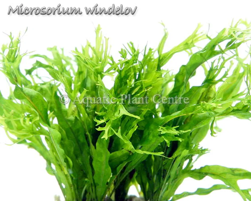 Microsorium windelov.jpg