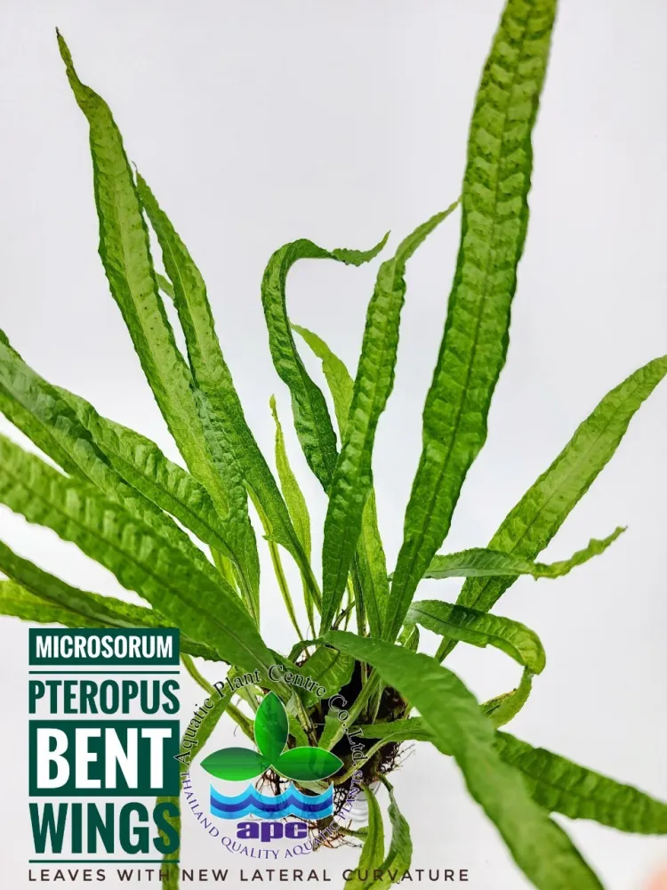 Microsorum pteropus bent wing.jpg
