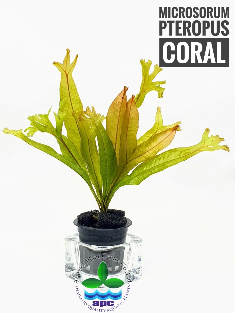 Microsorum pteropus coral.jpg