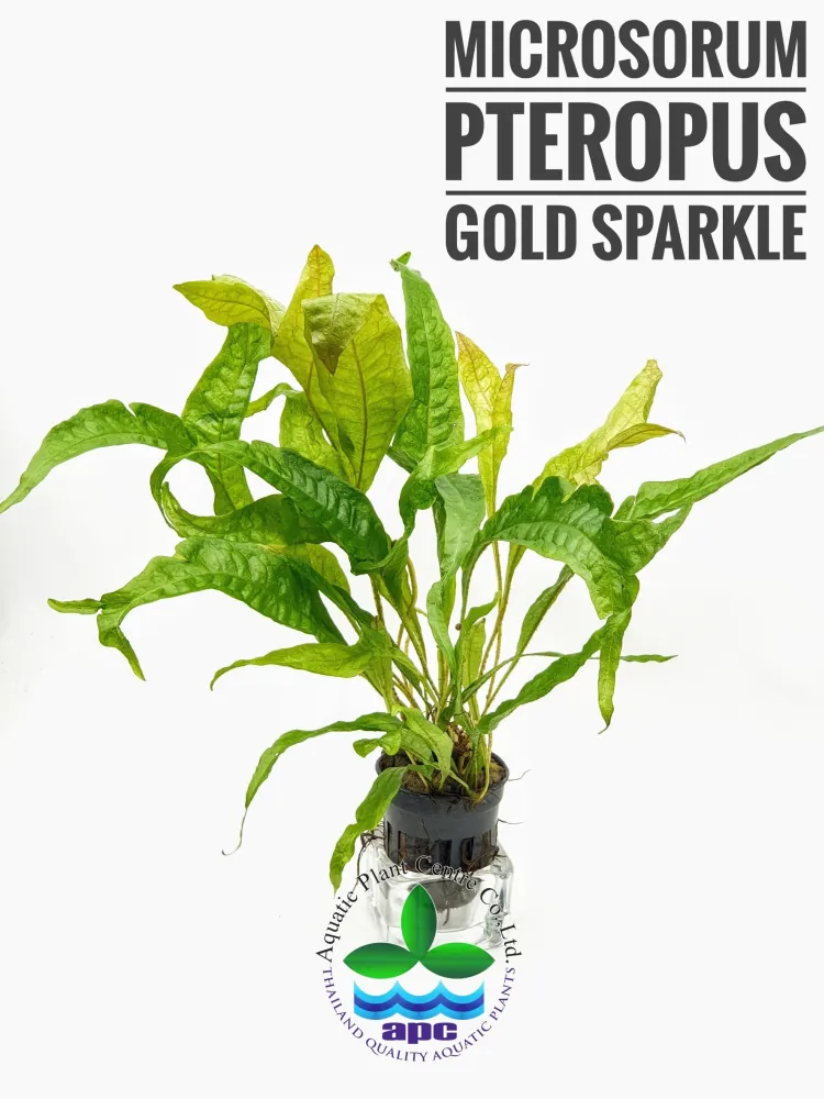 Microsorum pteropus gold sparkle.jpg