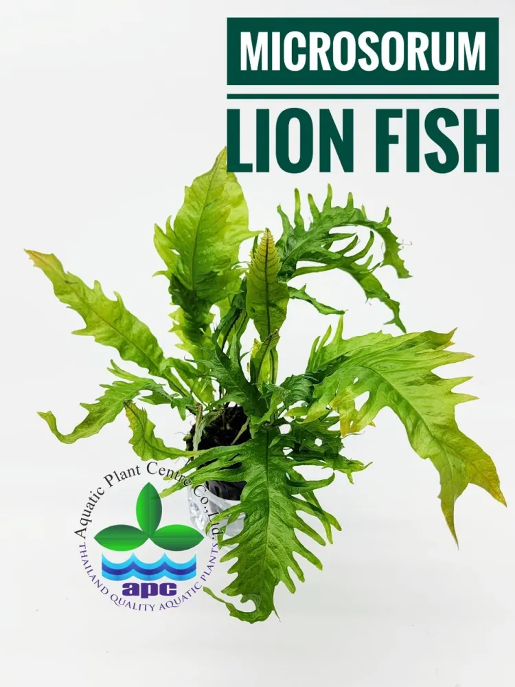 Microsorum pteropus lion fish.jpg