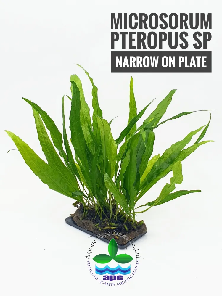 Microsorum Pteropus SP Narrow on plate.jpg