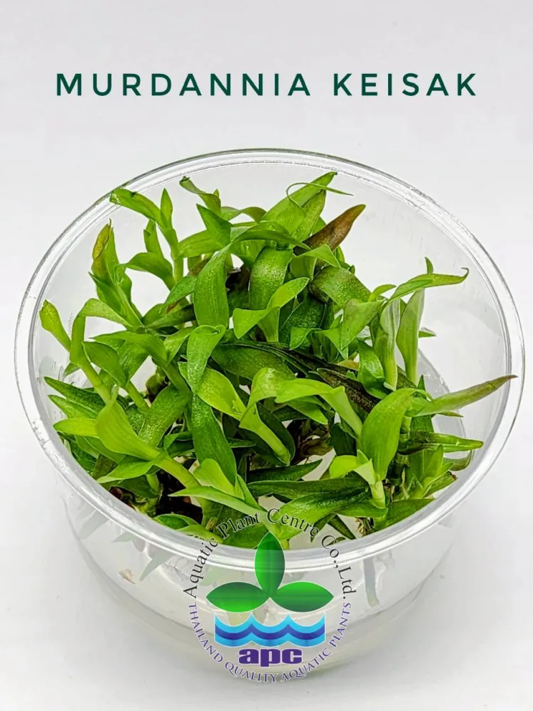 Murdannia Keisak TC CUP.jpg
