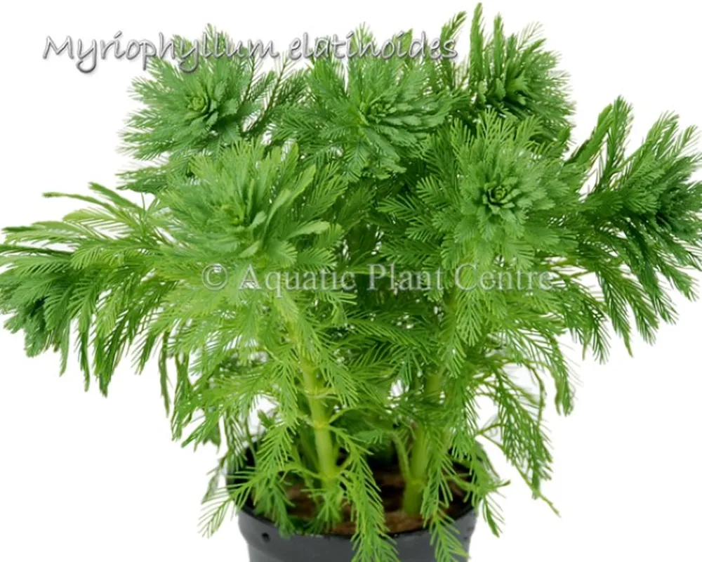 Myriophyllum elatinoides.jpg