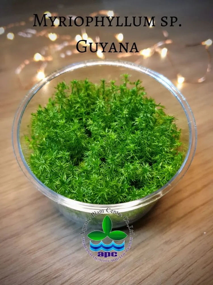 Myriophyllum guyana TC CUP.jpg_1