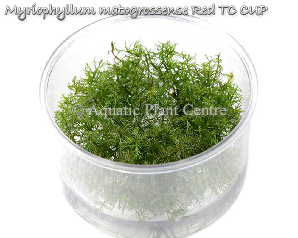Myriophyllum matogrossense Red TC CUP.jpg
