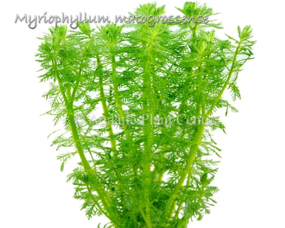 Myriophyllum Matogrossense.jpg