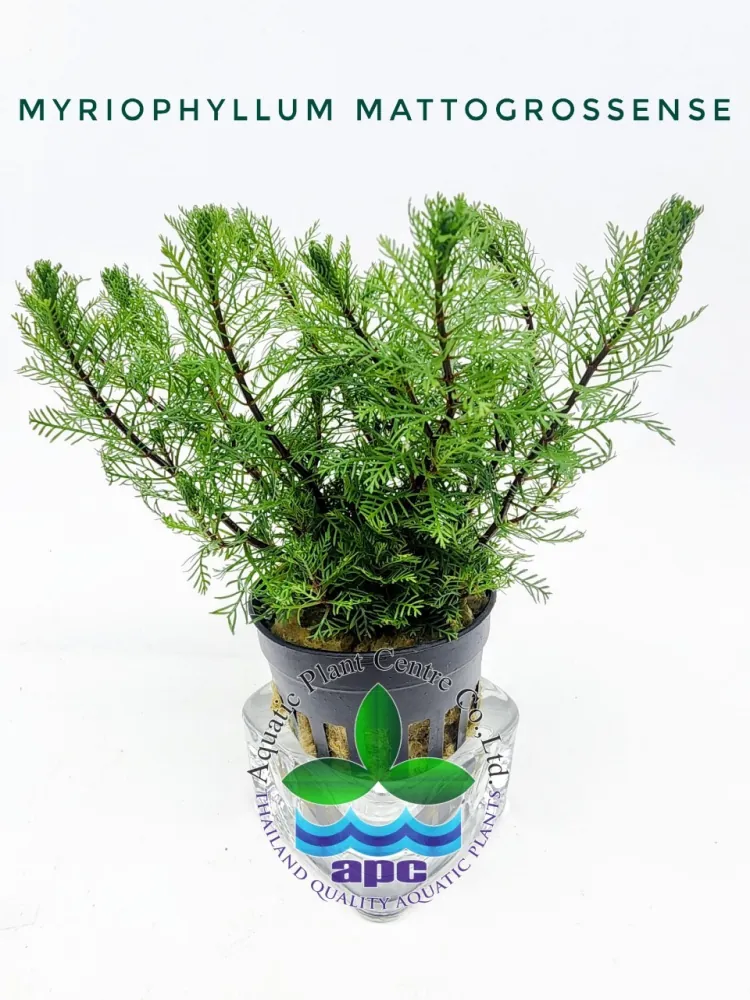 Myriophyllum Matogrossense7.jpg