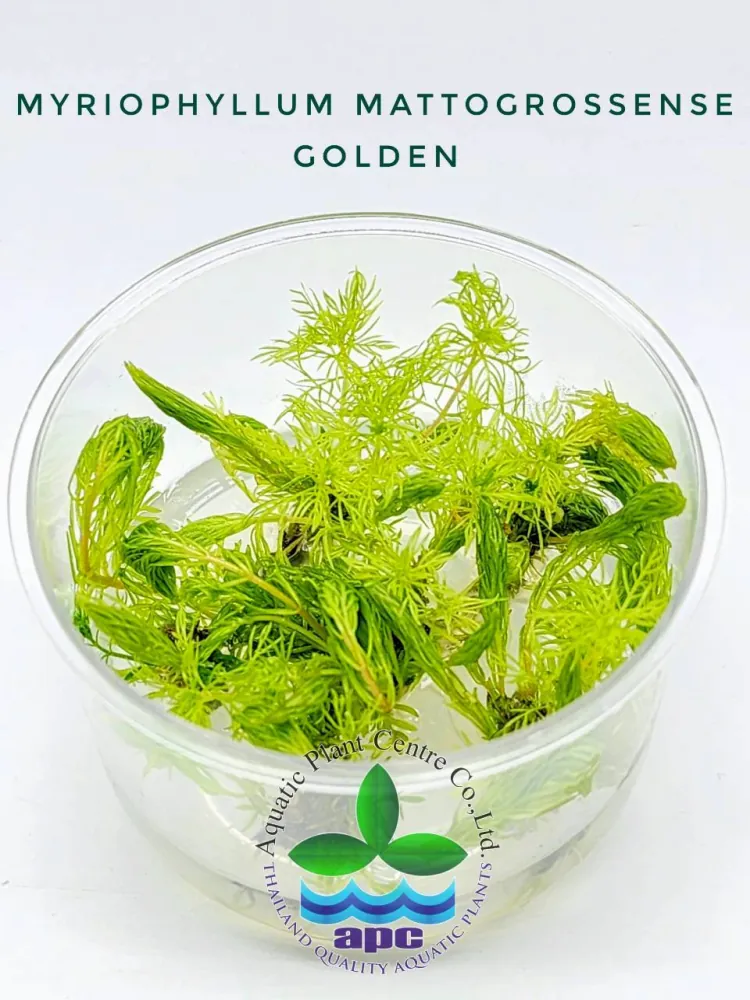 Myriophyllum Mattogrossense Golden TC CUP.jpg