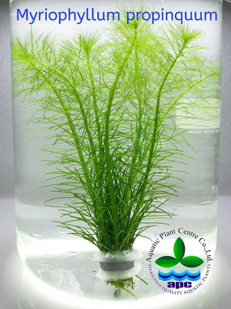 Myriophyllum Propinquum (Custom).jpg_1