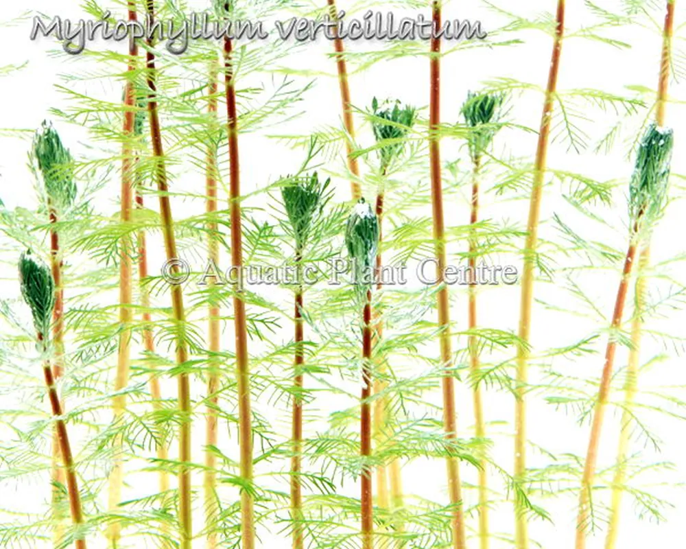 Myriophyllum verticillatum.jpg