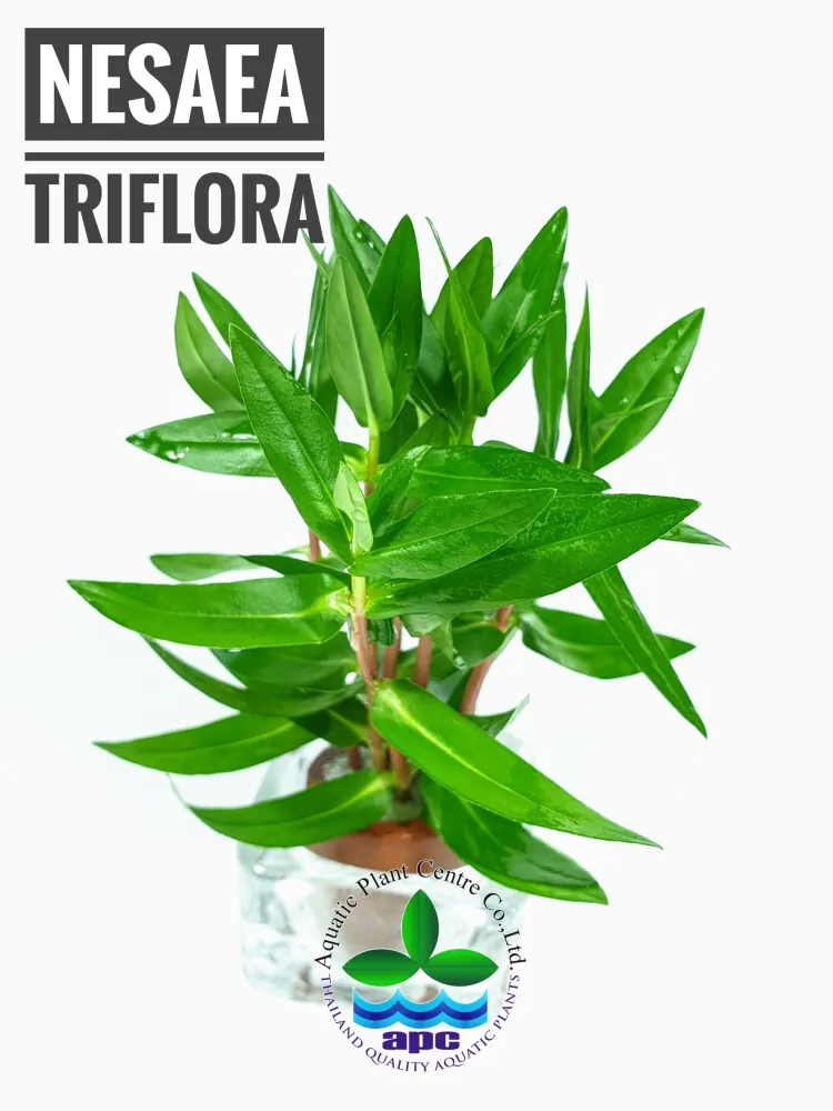 Nesaea Triflora.jpg