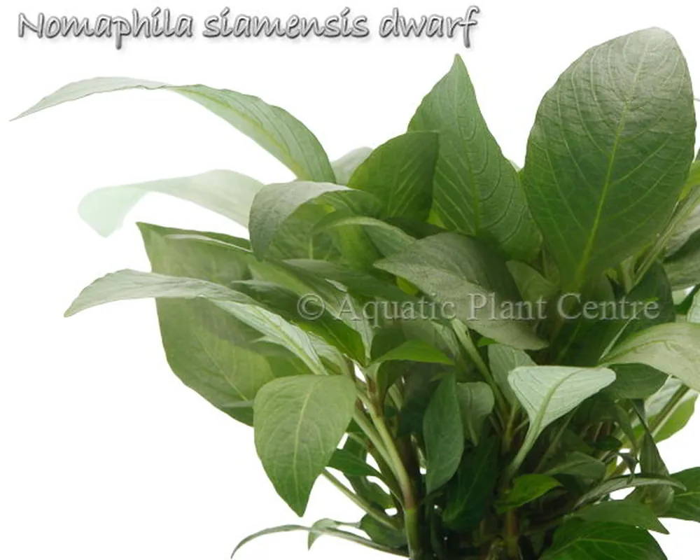 Nomaphila siamensis dwarf.jpg