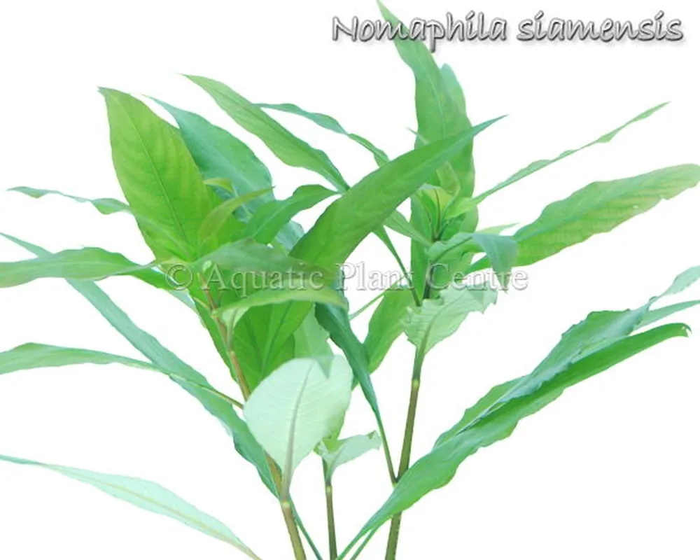 Nomaphila siamensis.jpg