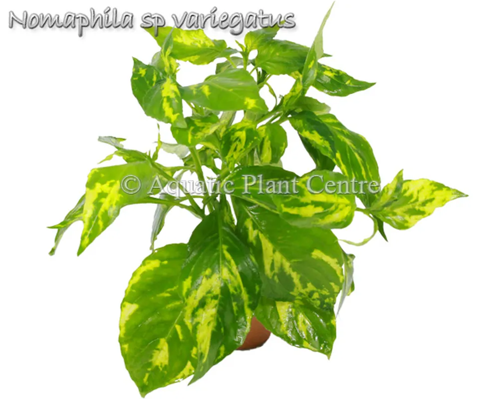 Nomaphila sp variegatus.jpg