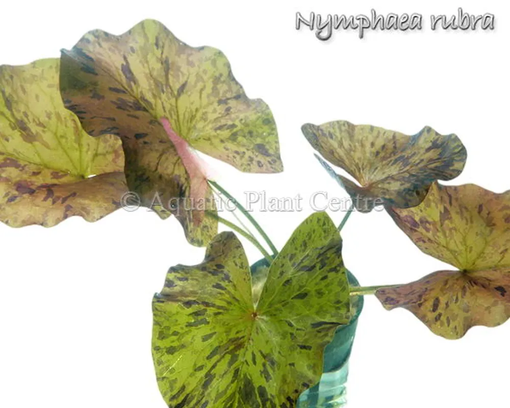 Nymphaea_rubra_4fb48eab17e6e.jpg