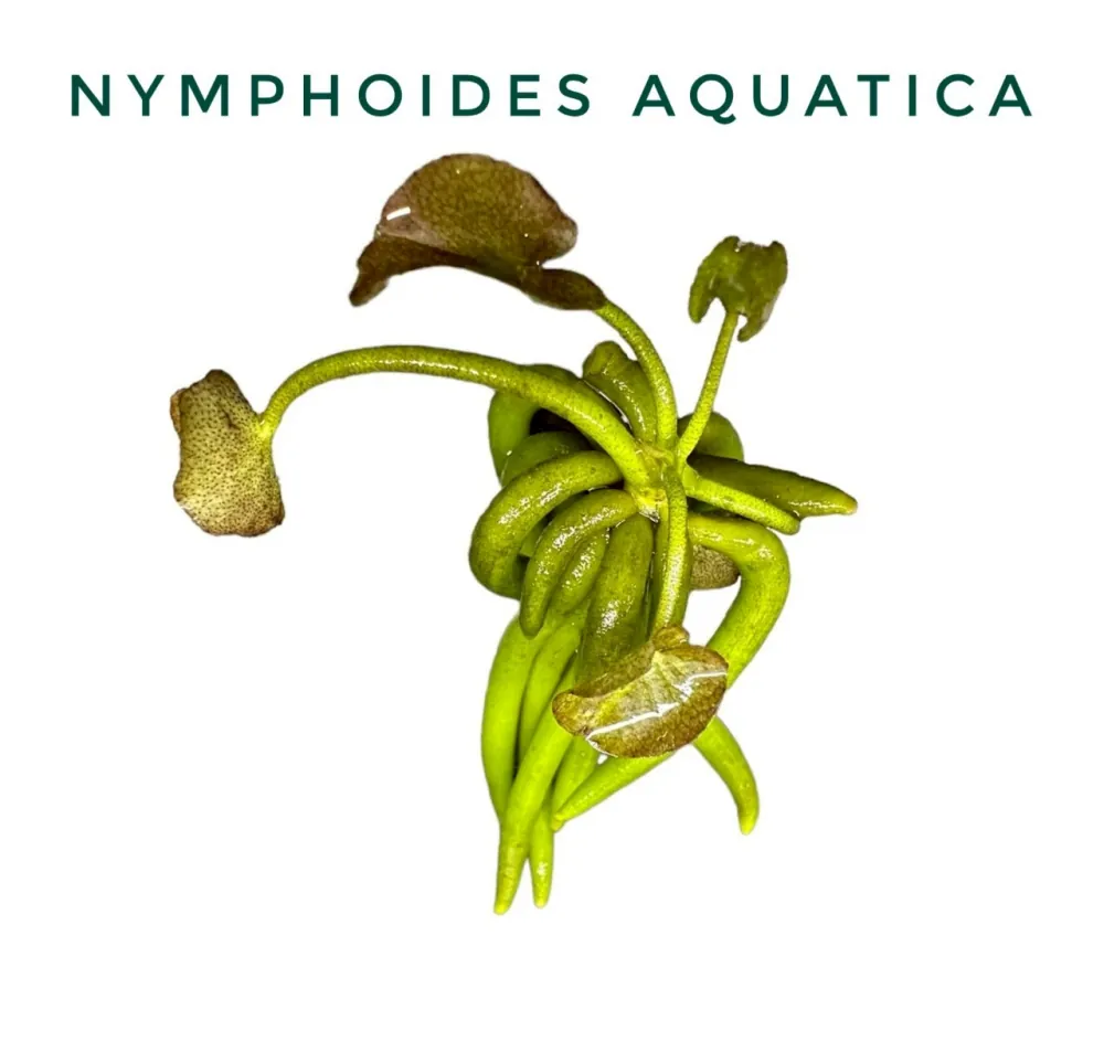 Nymphoides Aquatica.jpg