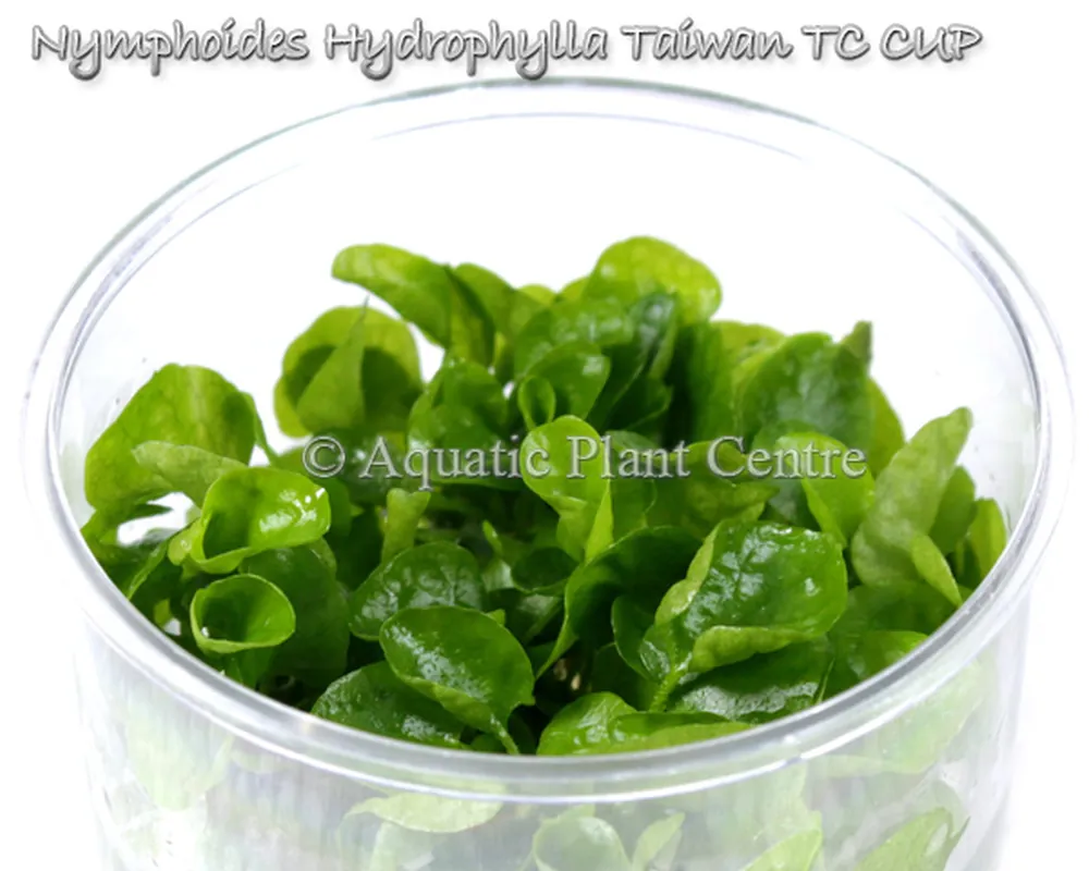 Nymphoides_Hydro_5bf7bb9e580d4.jpg