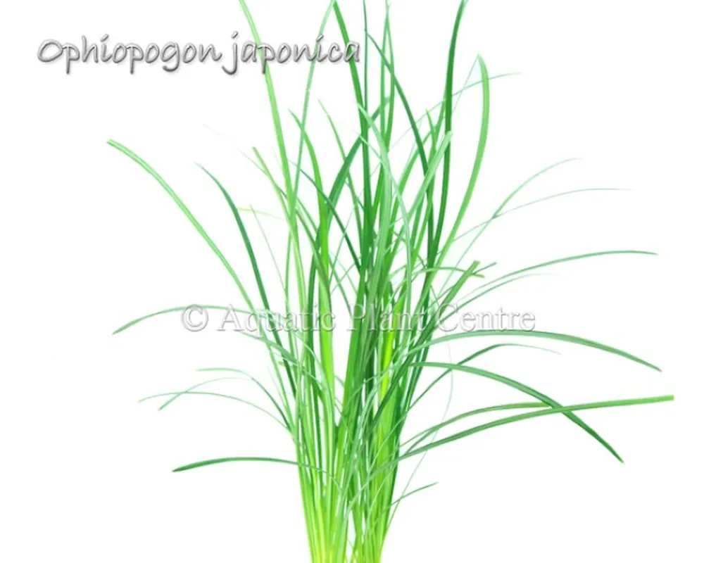 Ophiopogon_japon_581adfb5846a3.jpg