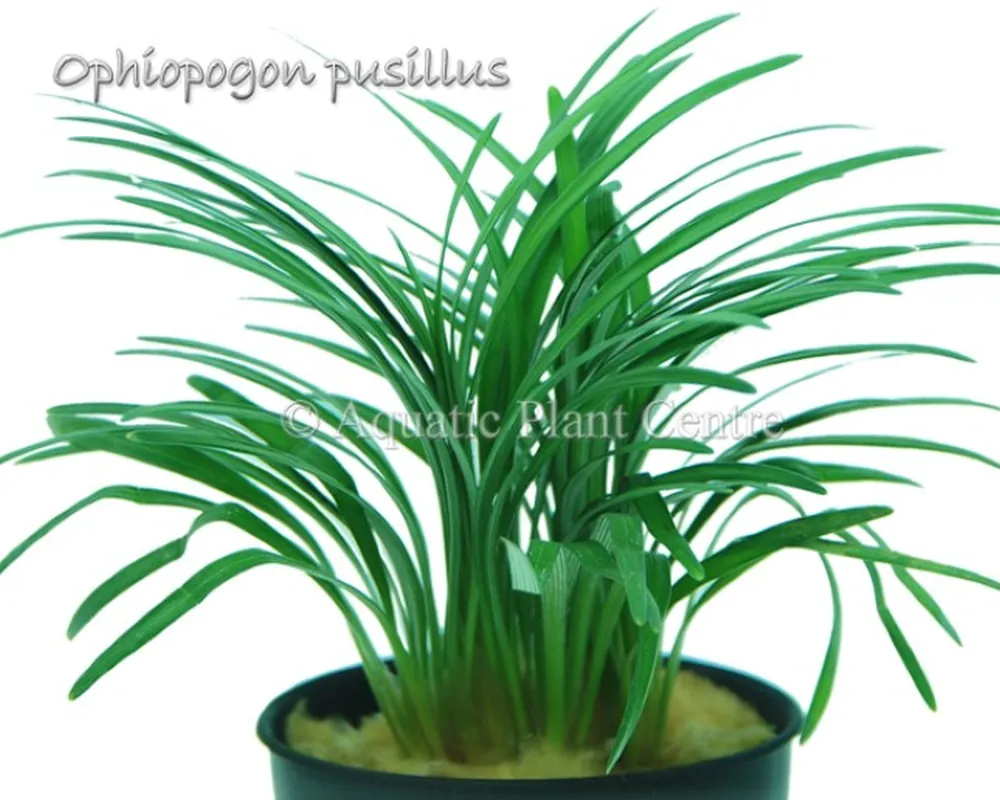 Ophiopogon_pusil_581adfcb95f40.jpg
