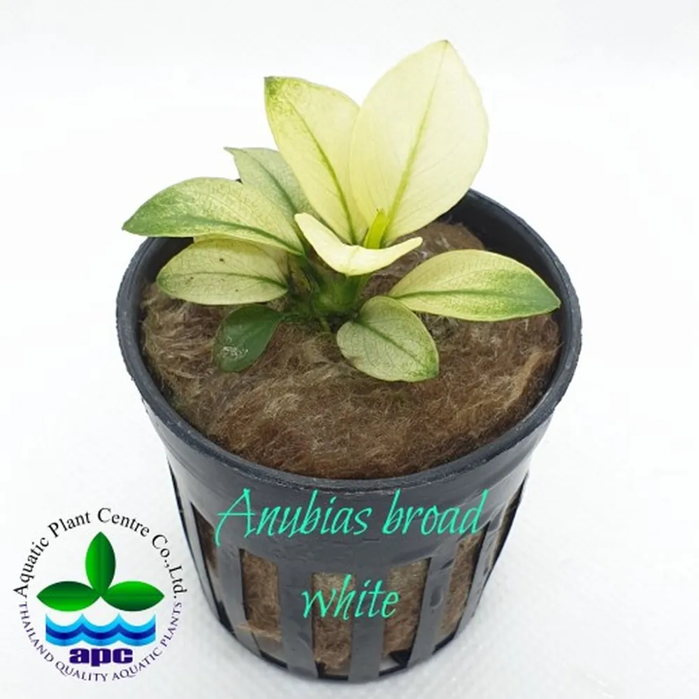 P513 Anubias sp broad white.jpg