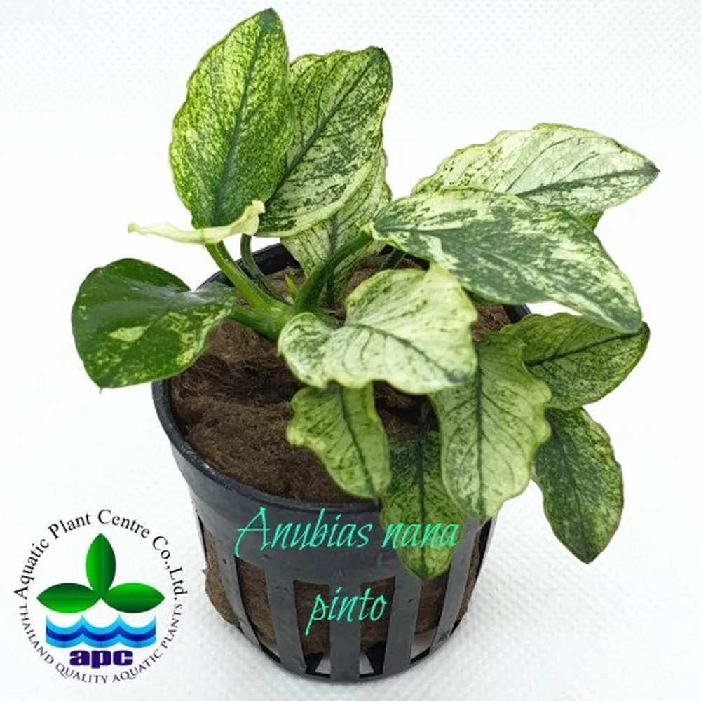P514 Anubias nana pinto.jpg