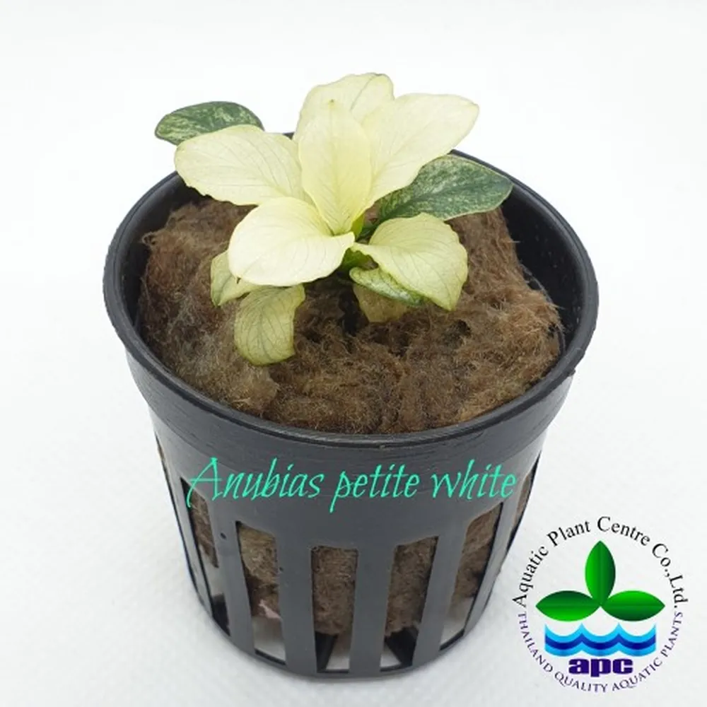 P543 Anubias petite white.jpg