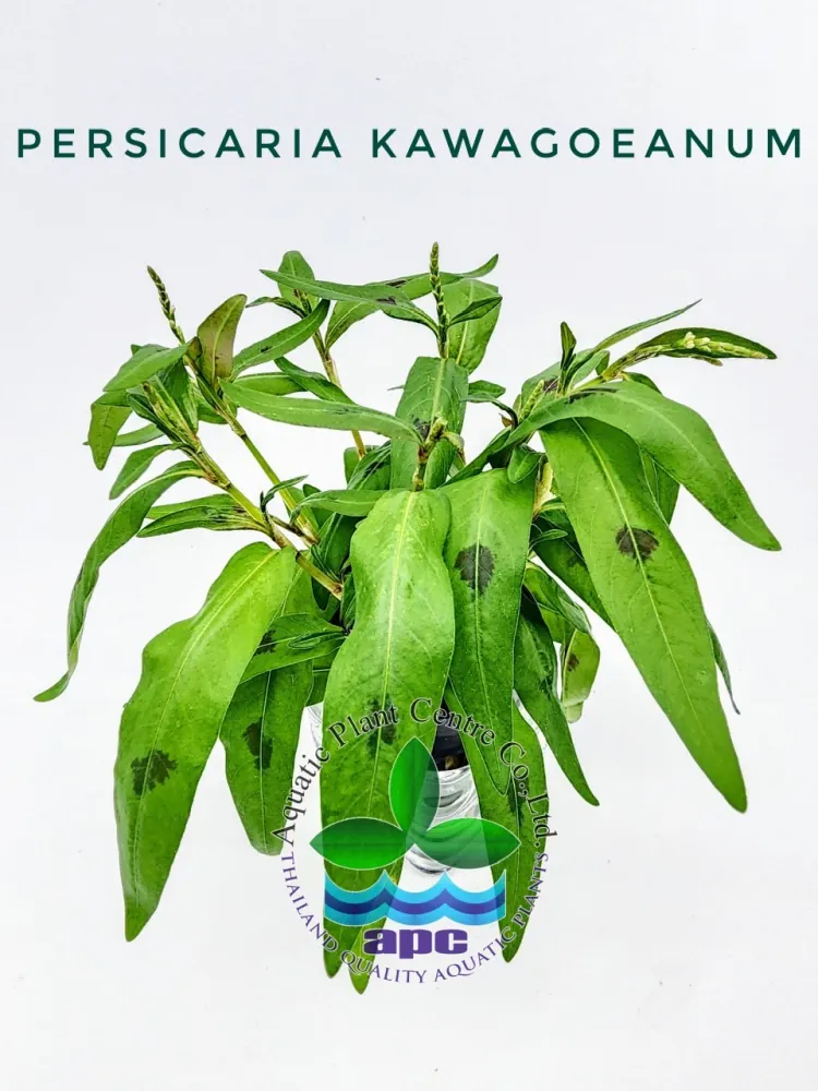 Persicaria Kawagoeanum.jpg