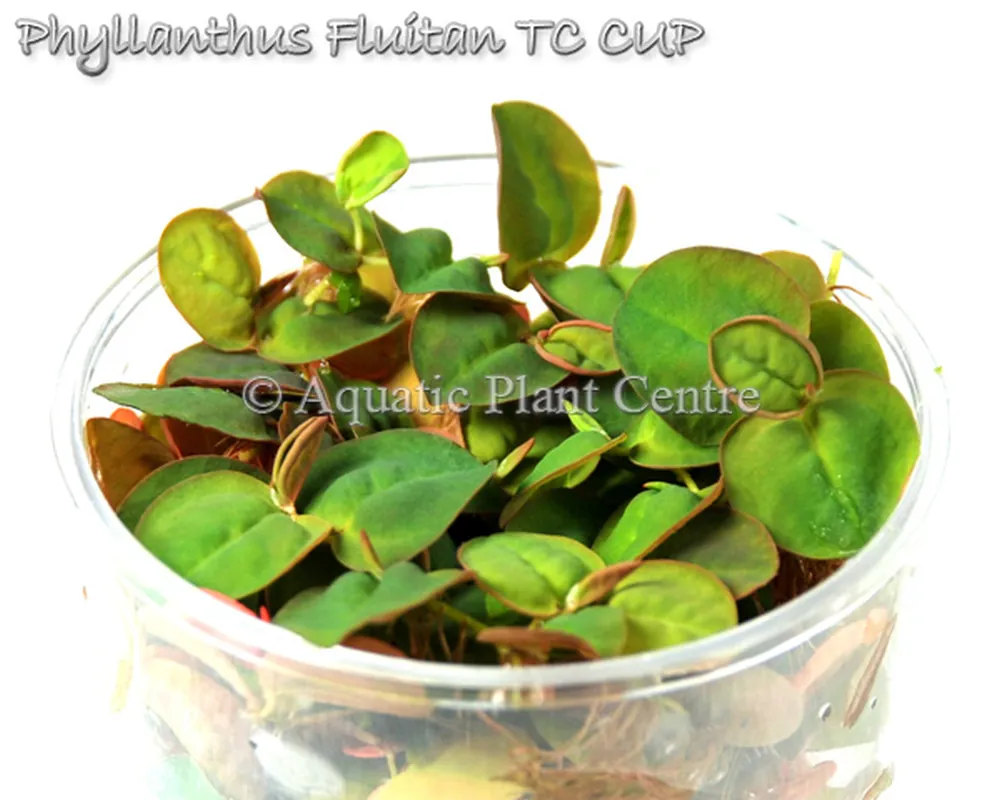 Phyllanthus_Flui_5bfbb353beed2.jpg