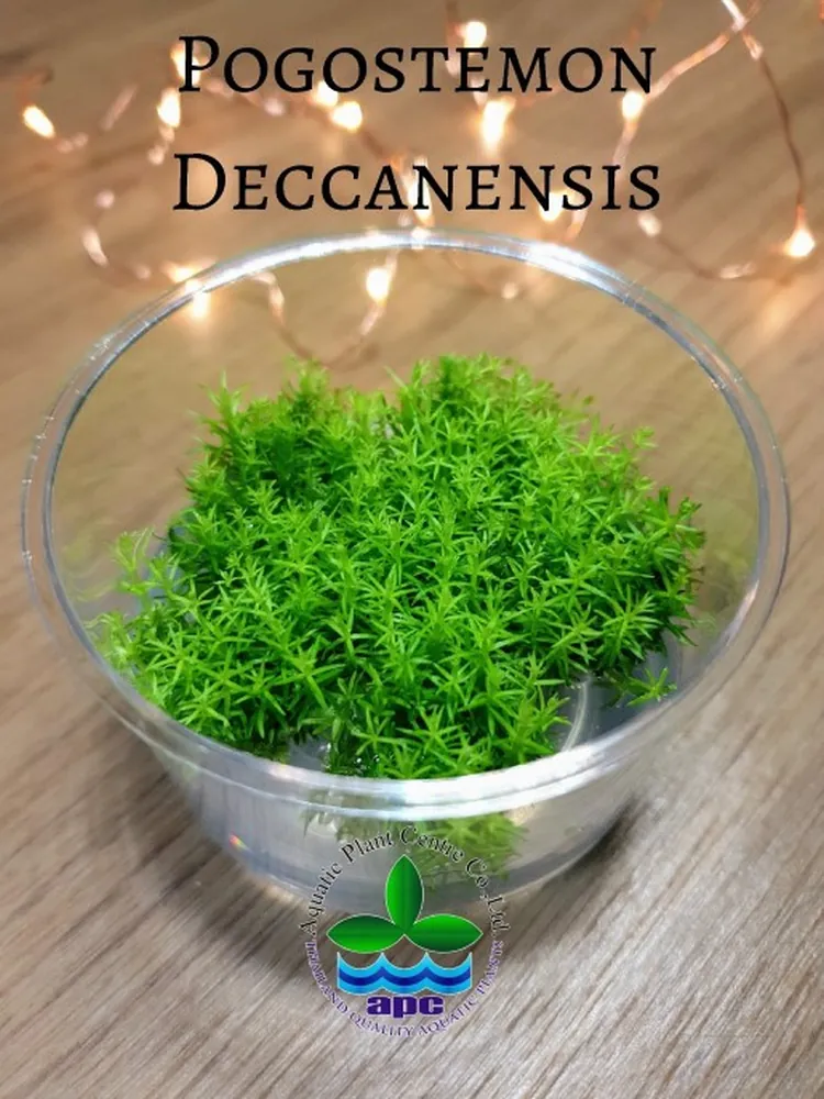 Pogostemon deccanensis TC CUP (Custom).jpg_1