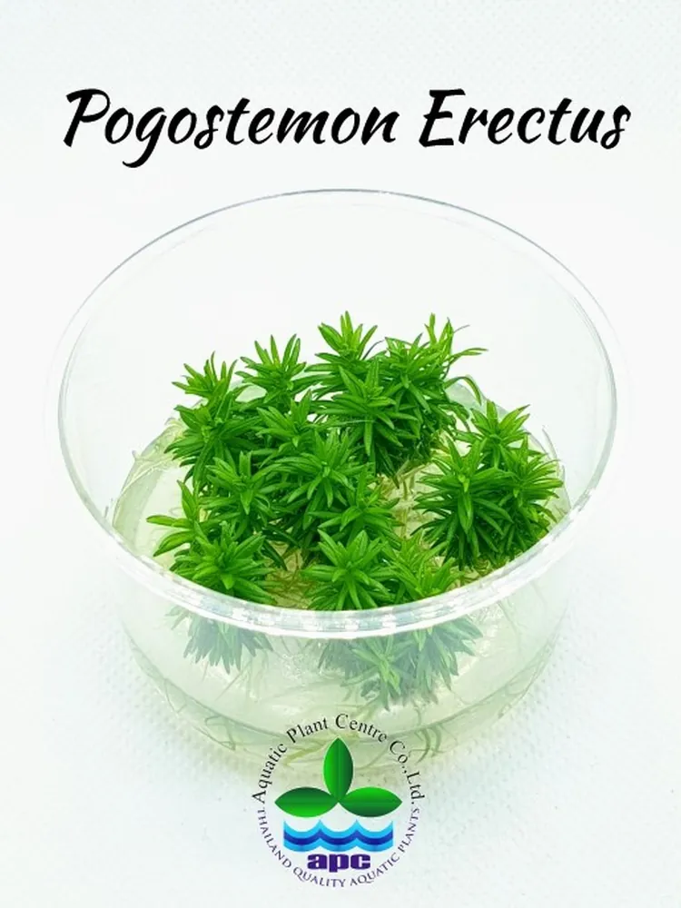 Pogostemon Erectus TC CUP.jpg_1