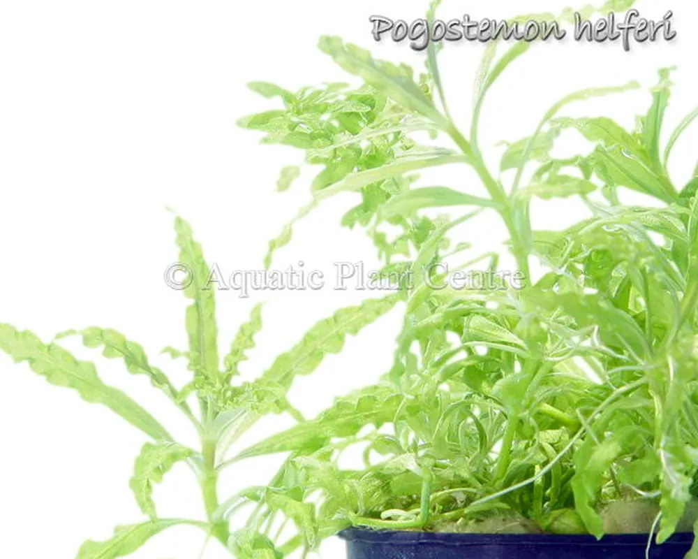 Pogostemon_helfe_4fb48ef89b908.jpg