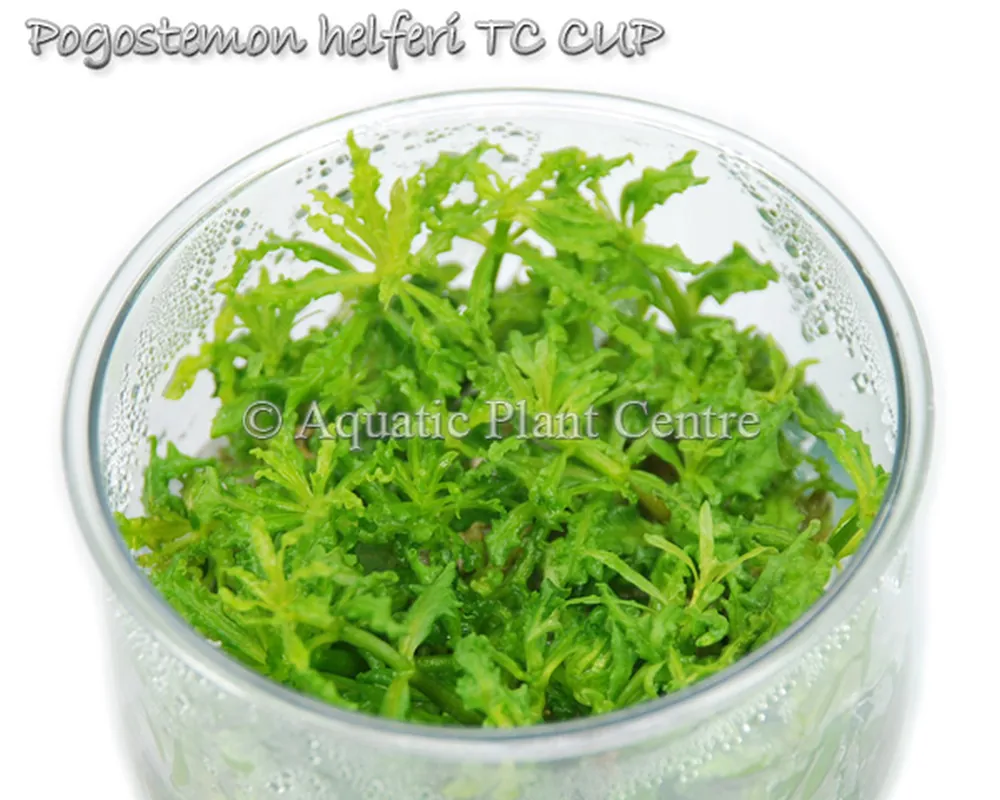 Pogostemon_helfe_5bf7b05a48e2d.jpg