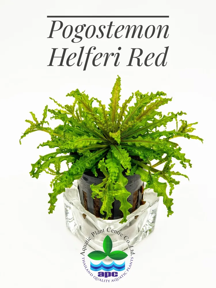 Pogostemon Helferi Red.jpg