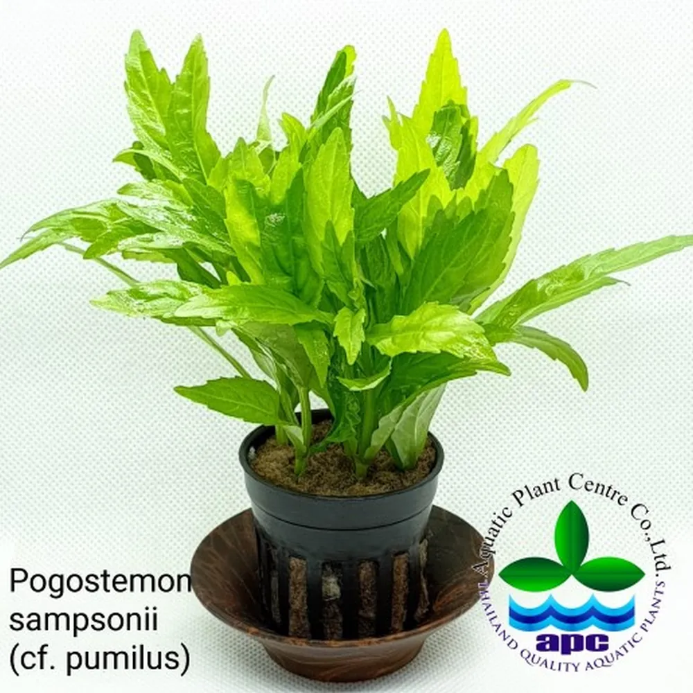 Pogostemon sampsonii (cf. pumilus).jpg