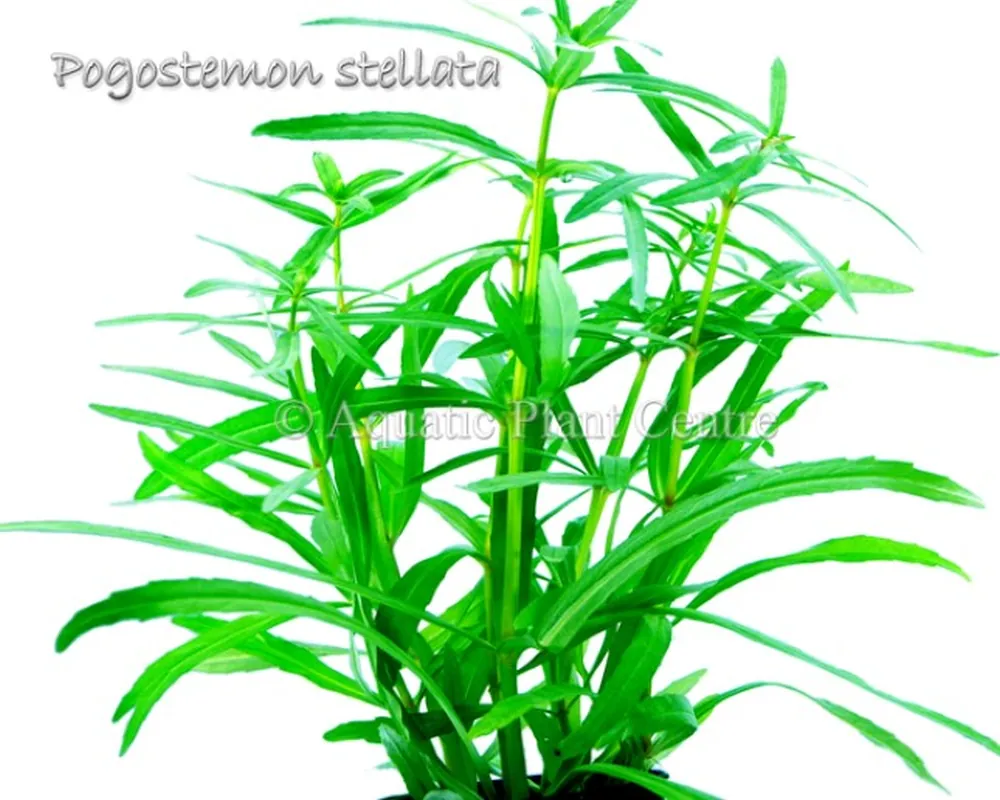 Pogostemon_stell_581ae001be775.jpg