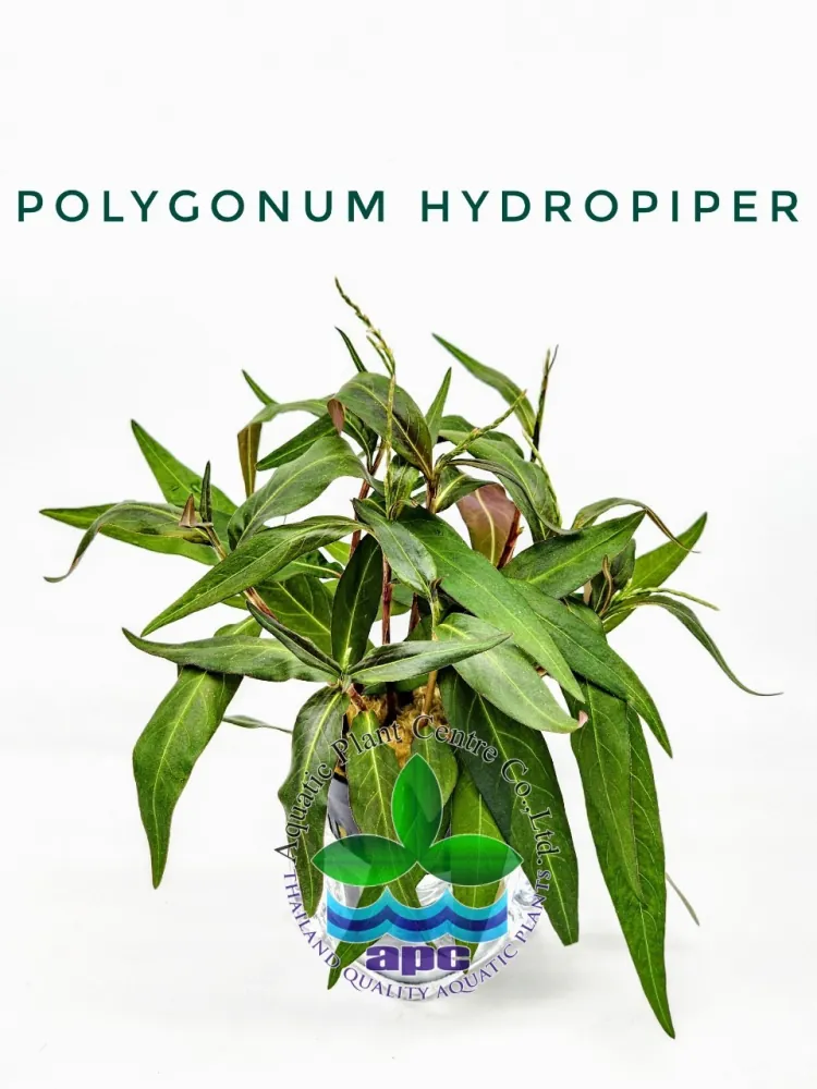 Polygonum Hydropiper.jpg