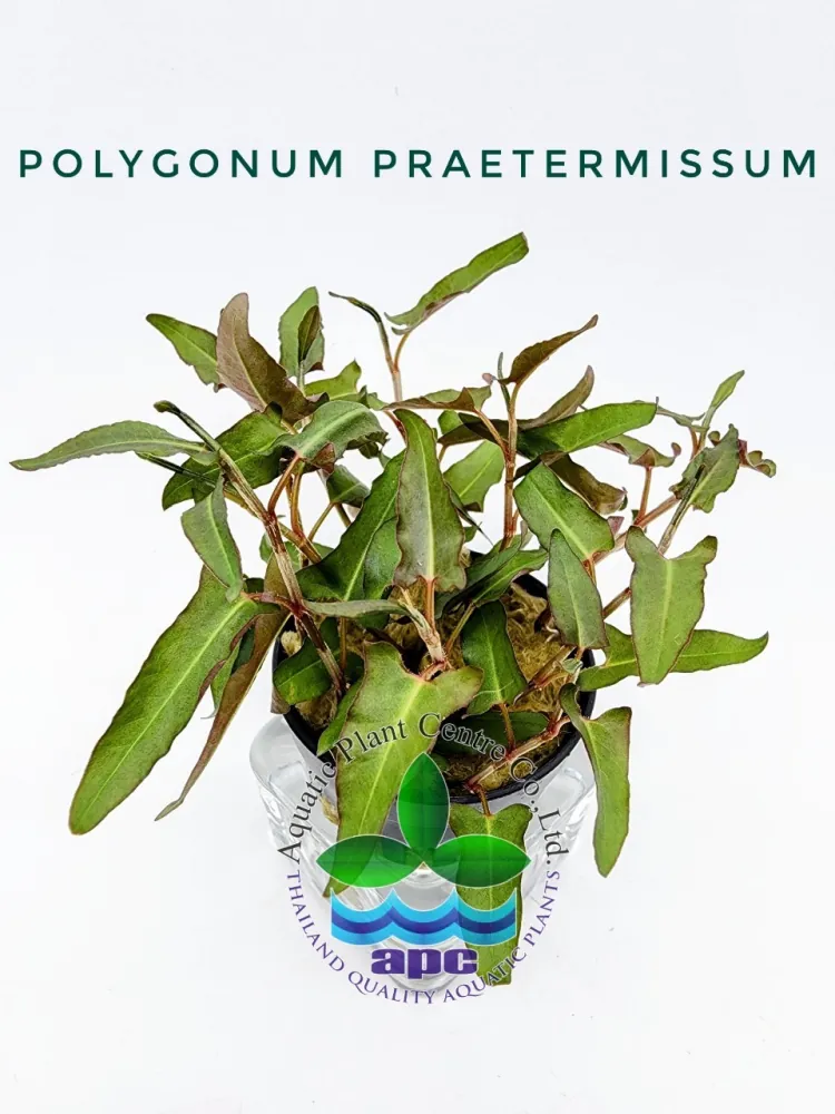 Polygonum Praetermissum.jpg