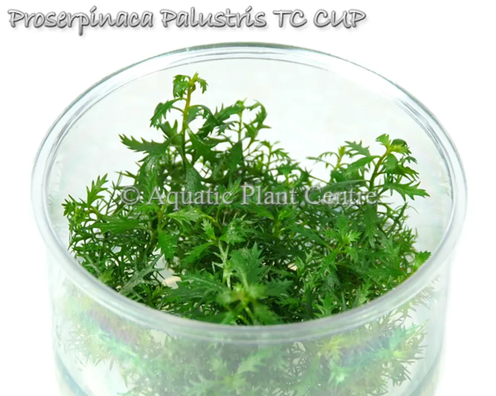 Proserpinaca_Pal_5bfbb47021ff1.jpg