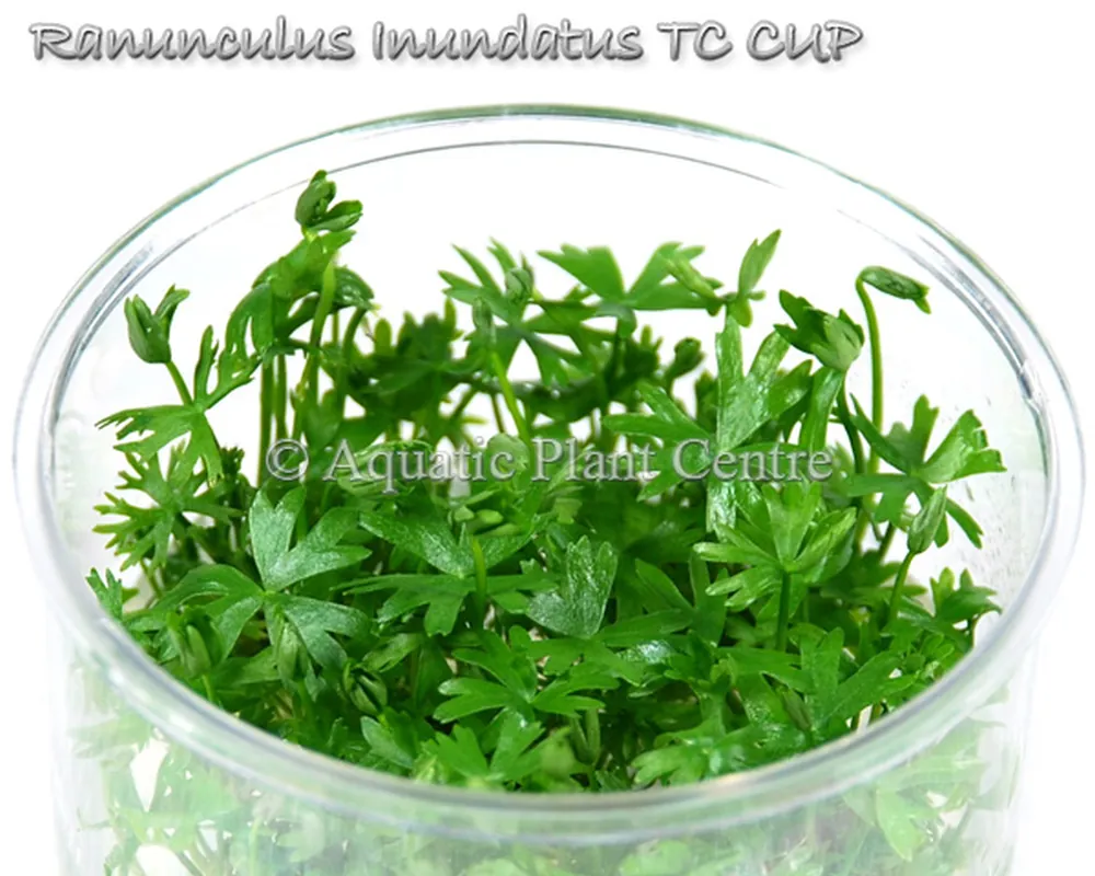 Ranunculus_Inund_5bf9092f93892.jpg