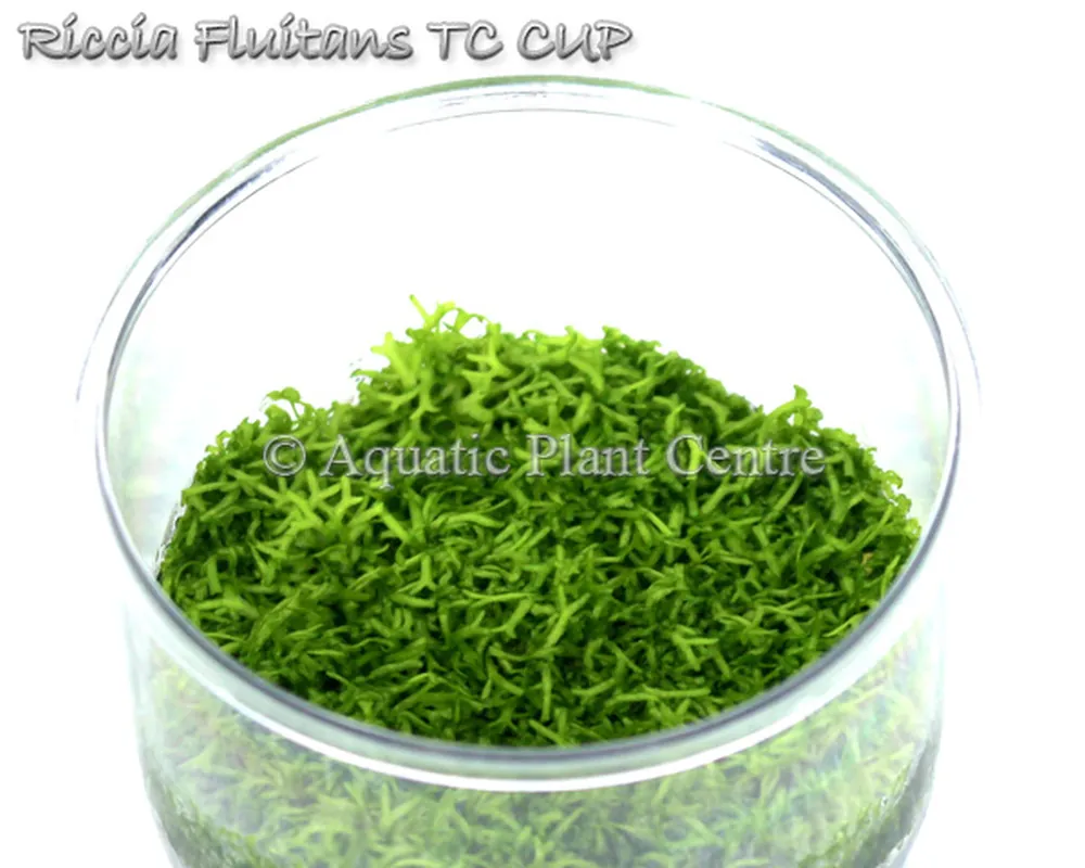 Riccia_Fluitans__5bfbb59900ffe.jpg