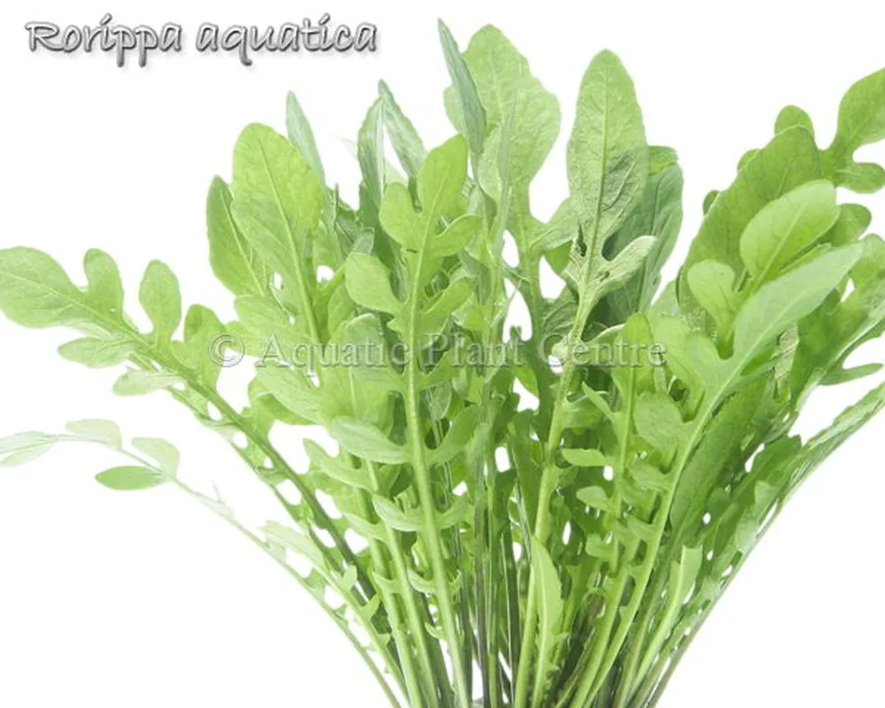 Rorippa_aquatica_4fb48f17280c4.jpg