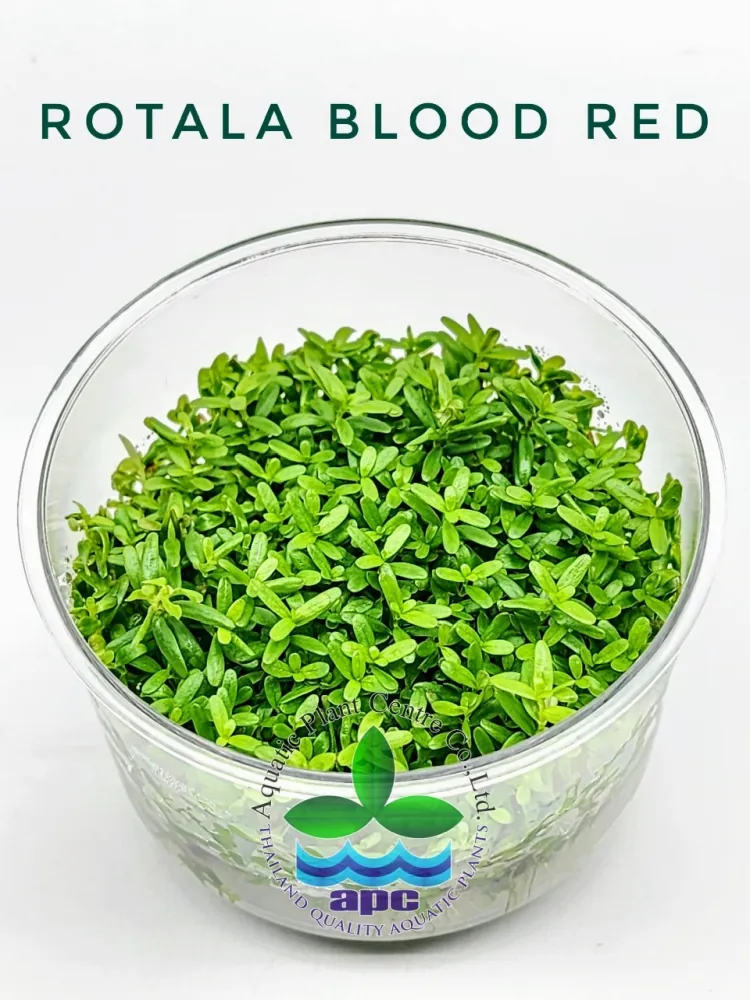 Rotala Blood Red TC CUP.jpg