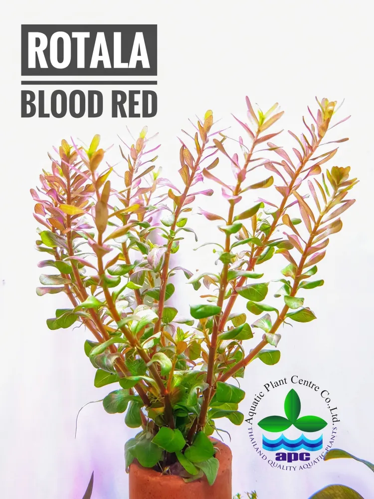 Rotala Blood Red.jpg