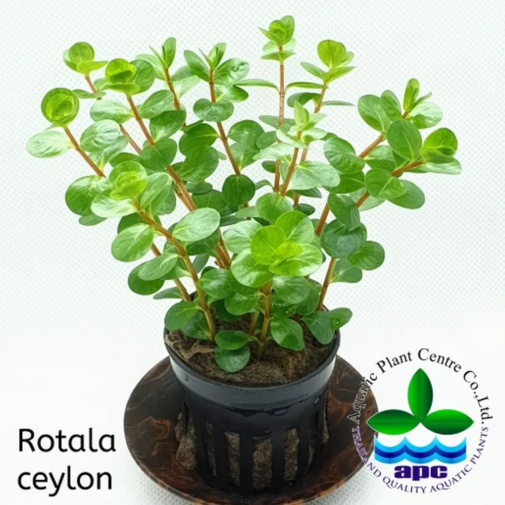 Rotala ceylon.jpg