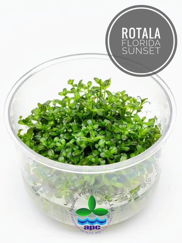 Rotala Florida Sunset.jpg